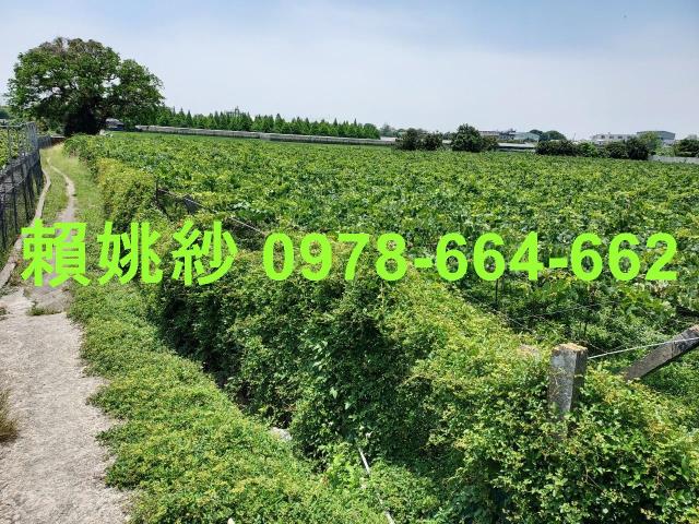 大村農地-0