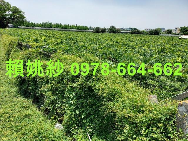 大村農地-2